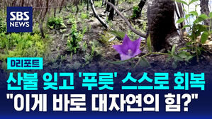 [D리포트] 산불 잊고 '푸릇' 스스로 회복&hellip;환경단체 "인공 조림 멈춰야"
