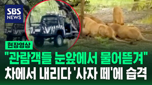 [현장영상] 차에서 잠깐 내렸는데 사자들 '우르르' 30년 베테랑 사육사 사망