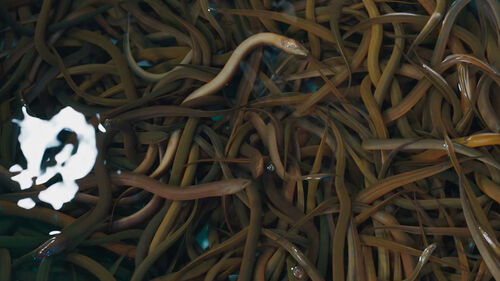 장어 가격 오르나…멸종위기종 국제거래 규제 확대 논의