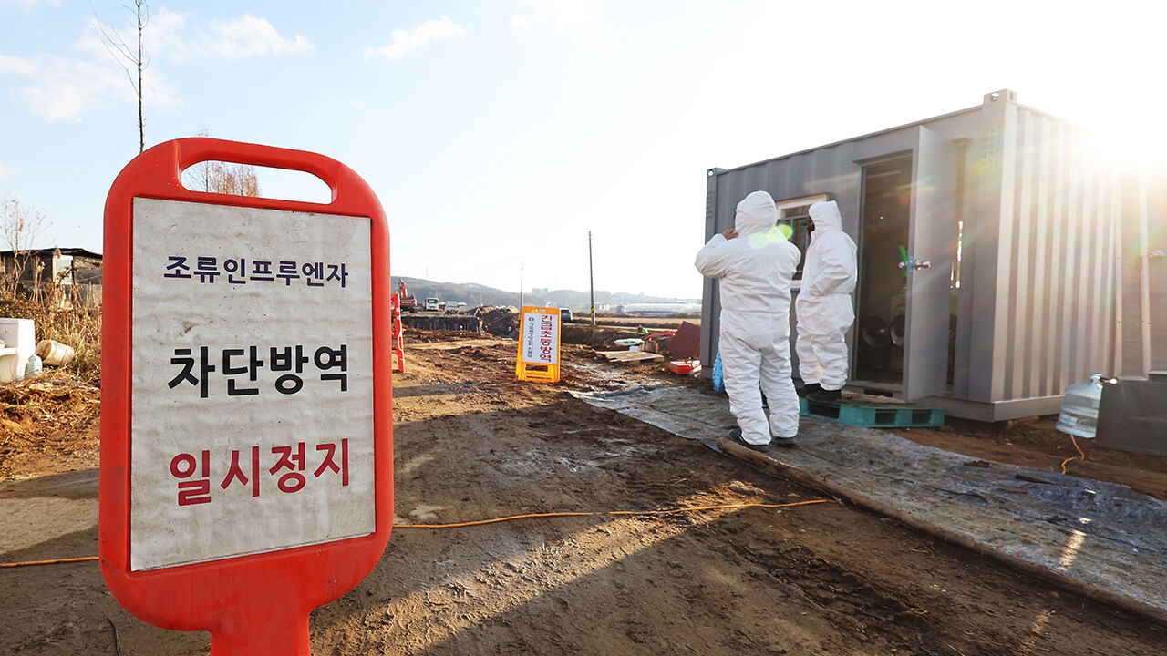 경기 파주 토종닭 농장에서 올해 첫 고병원성 AI 발생