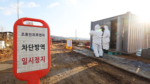 경기 파주 토종닭 농장에서 올해 첫 고병원성 AI 발생