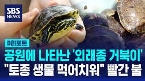 [D리포트] 부산 시민공원 연못 뒤덮은 '외래종 거북이'&hellip;생태계 빨간불