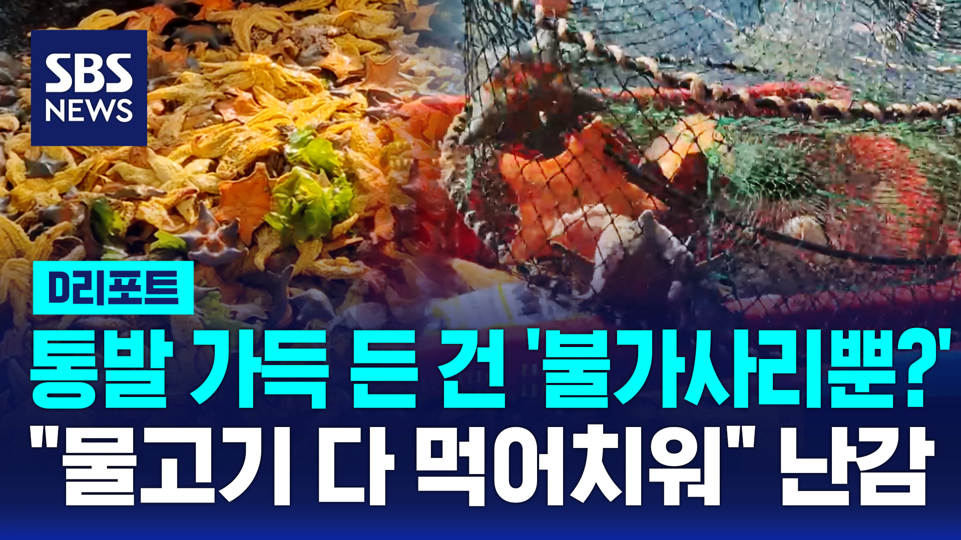 [D리포트] 통발 가득 올라오는 불가사리…