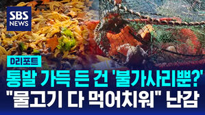 [D리포트] 통발 가득 올라오는 불가사리&hellip;"물고기 다 먹어치워요"