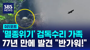 [D리포트] 멸종위기 검독수리 가족, 77년 만에 발견