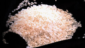 쌀값, 최대 26% 치솟아&hellip;"송미령 장관 쌀 정책 오락가락"