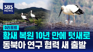 [D리포트] 황새 복원 10년 만에 텃새로&hellip;동북아 연구 협력 새 출발