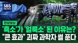 [현장영상] 소에 파리 덜 붙게 하려면? 얼룩 소로 만들면 돼