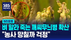 [D리포트] 벼 말라 죽는 깨씨무늬병 확산&hellip;"농사 망칠까 걱정"