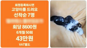 "고양이 공짜로 드려요"…회원 등록 사은품? '황당'