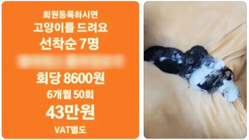 "고양이 공짜로 드려요"…회원 등록 사은품? 황당