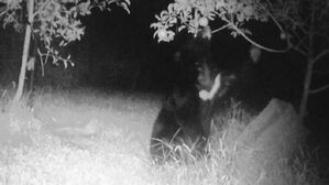 산책로서 난데없이 덮쳤다…"11명 부상" 주민들 공포