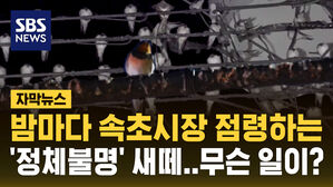[자막뉴스] 밤마다 속초시장을 점령하는 '정체불명'의 새떼