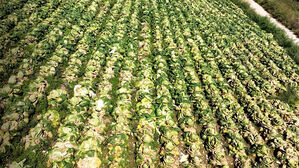 가뭄·고온에 고랭지 배추마저…수확 포기 '울상'