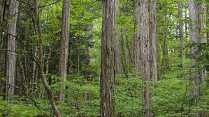일, 대규모 토지 취득 시 국적 신고 의무화&hellip;"산림 보호 목적"