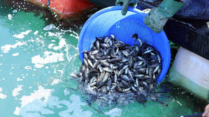 양식어류 고수온 폐사량, 작년의 17%로 줄어&hellip;긴급방류로 피해 감소