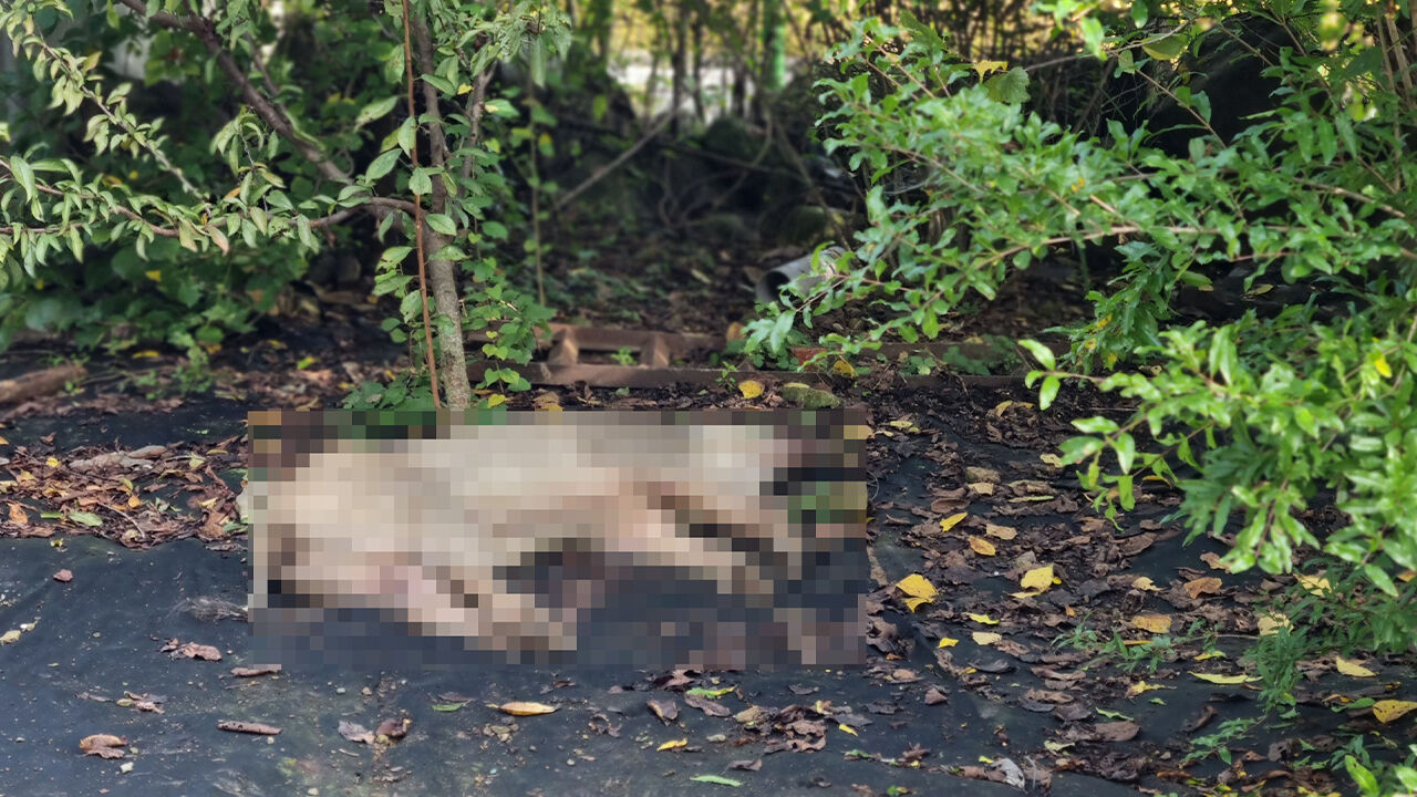함안서 멧돼지에 30대 여성 부상…전기검침원이 헬멧으로 제압