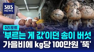 송이 자막뉴스