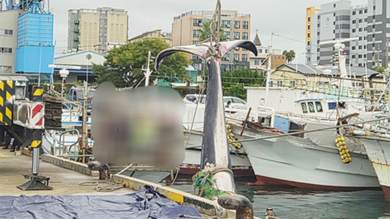 제주서 길이 10ｍ·무게 7t 새끼 참고래 혼획돼…해경 조사 중