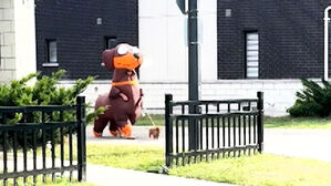 "개가 개를 산책?" 깜짝…동네 스타 등극