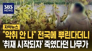 [자막뉴스] 악취가 없어? "이건 혁신이야"&hellip;'30년 땀방울' 그냥 내다 버렸다