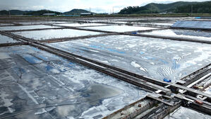 [단독] "37년 간 애타게 찾았는데"…'염전노예' 또 확인