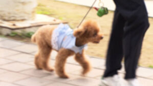 "Give Me My Dog Back" Pets Caught in Love and War&hellip; Classified as "Objects" in Court
