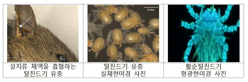 털진드기 발생 밀도, 전주 대비 12배 늘어…질병청 예방수칙 권고 (사진=연합뉴스)
