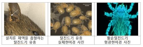 털진드기 발생 밀도, 전주 대비 12배 늘어…질병청 예방수칙 권고 (사진=연합뉴스)