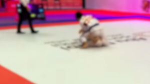 주짓수 '대리계체' 파문…한국 주짓수의 미래는 밝아질까 [취재파일] 