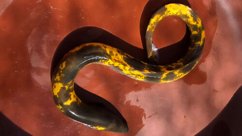 '수만 분의 1 확률' 희귀 황금장어, 포획 한 달 만에 소양호로