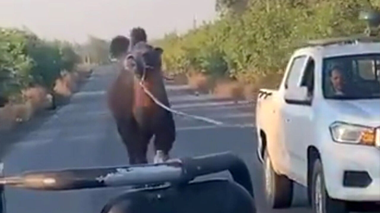 우크라군, 러 진지서 쌍봉낙타 포획…"탄약 등 운반"