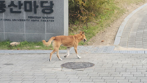 서울대에 들개떼 잇따라 출몰…학생들 불편·불안 확산