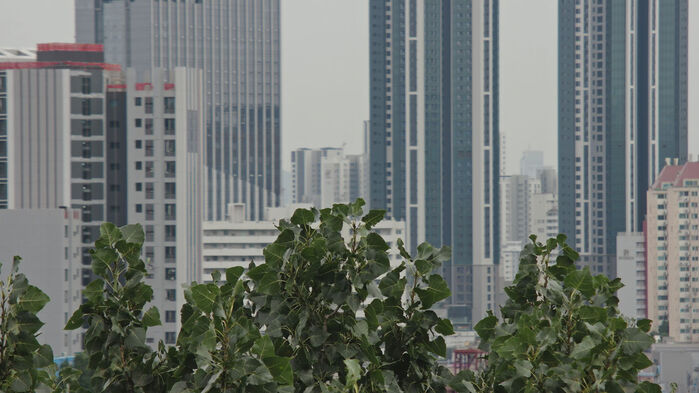 고층 아파트를 가린 노블포플러