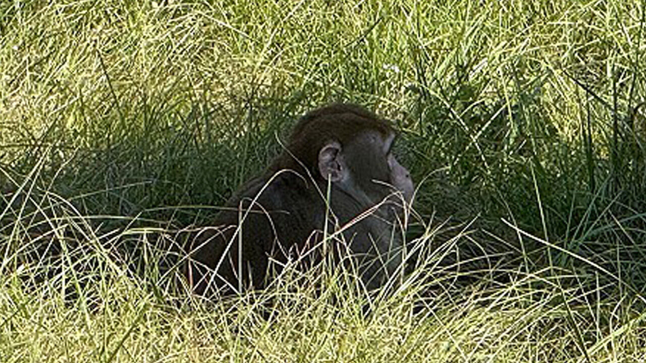 교통사고로 탈출한 미 실험용 원숭이, 자녀 걱정한 엄마가 사살