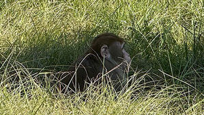교통사고로 탈출한 미 실험용 원숭이, 자녀 걱정한 엄마가 사살