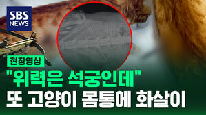 [현장영상] "석궁과 동일한 위력" 고양이 몸통 관통한 '기계식 활' 규제 필요성 모락모락