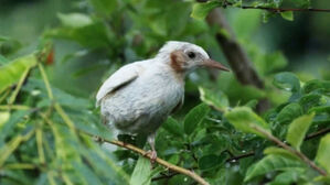 "길조 중의 길조" 제주서 포착…'화제 몰이' 새 정체