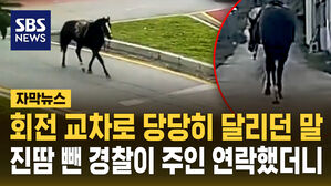 [자막뉴스] 교차로 당당하게 배회하던 말…주인에게 연락했더니 "말 타고 등장"