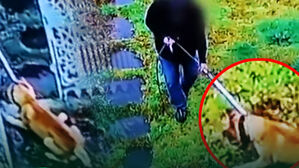 마취총 맞고 낯선 이에게 끌려 '질질'…반려견 납치 전말