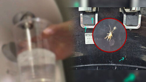 [사건X파일] 바퀴벌레 우글우글…1천 명 넘게 마셨는데