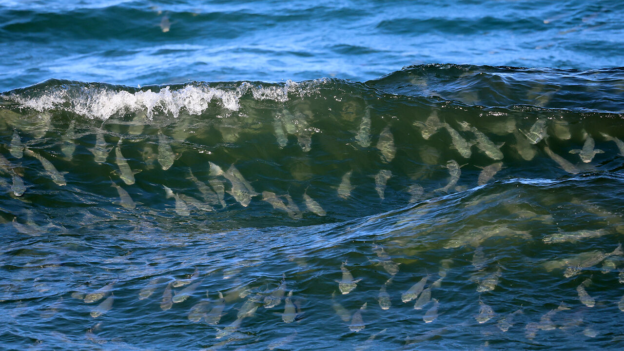 서핑 타듯 파도 즐기는 숭어떼…"진짜 물반 고기반"
