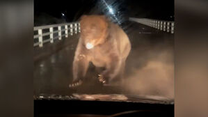 차량 향해 입 벌리고 돌진…한밤에 혼비백산