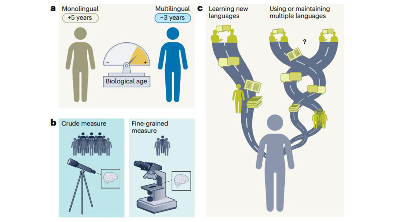 외국어가 노화 늦춘다?…"다언어 사용, 노화 가속 막아준다"