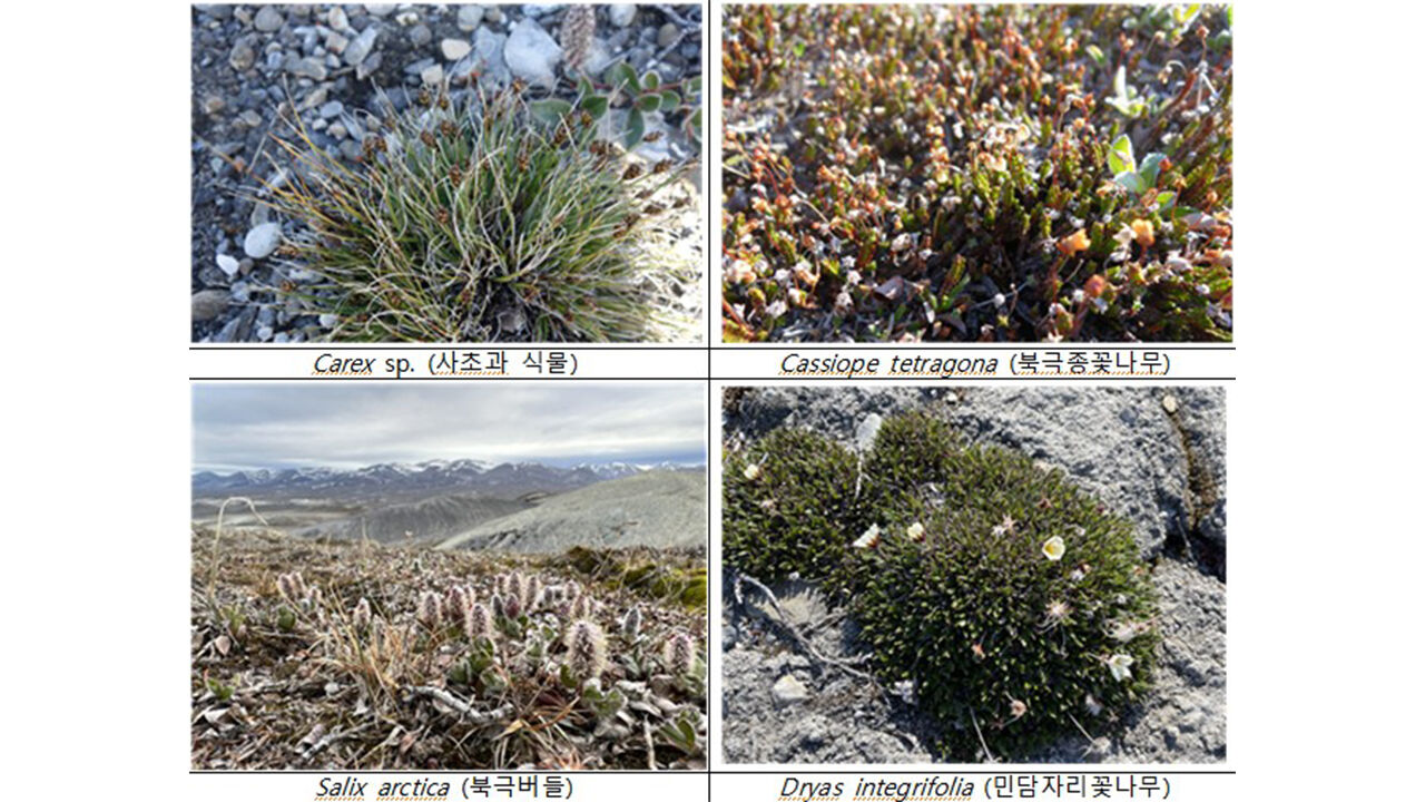 그린란드 북부 시리우스 파셋에서 자라는 식물 (사진=극지연구소 제공, 연합뉴스)