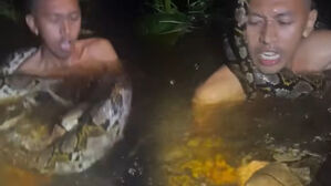 자막뉴스 김성화_비단뱀 습격