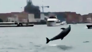 베네치아에 뜬 돌고래…"멀리서 봐달라" 전문가 당부
