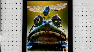 "찰나 포착" 호평 쏟아졌는데…돌연 수상 취소된 이유