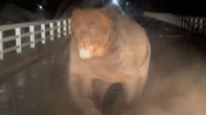 올해만 13명 숨졌다…'역대 최다' 사망에 기동대 투입 '비상'