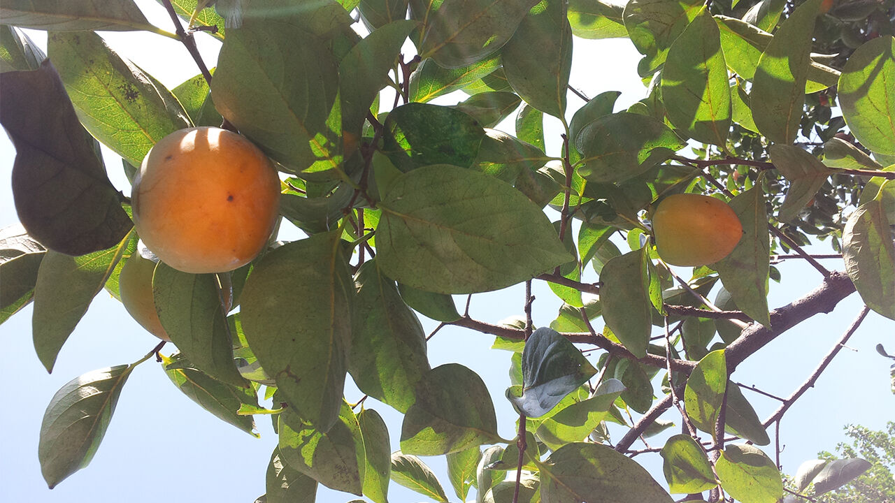 가평서 감 따던 80대 남성 사다리서 추락해 숨져